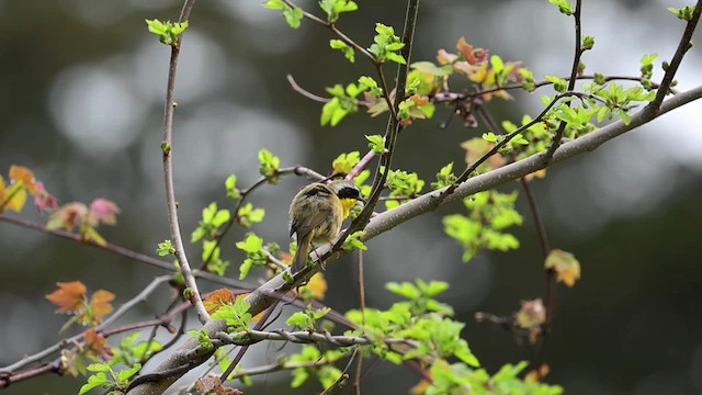 Common Yellowthroat - ML635312732