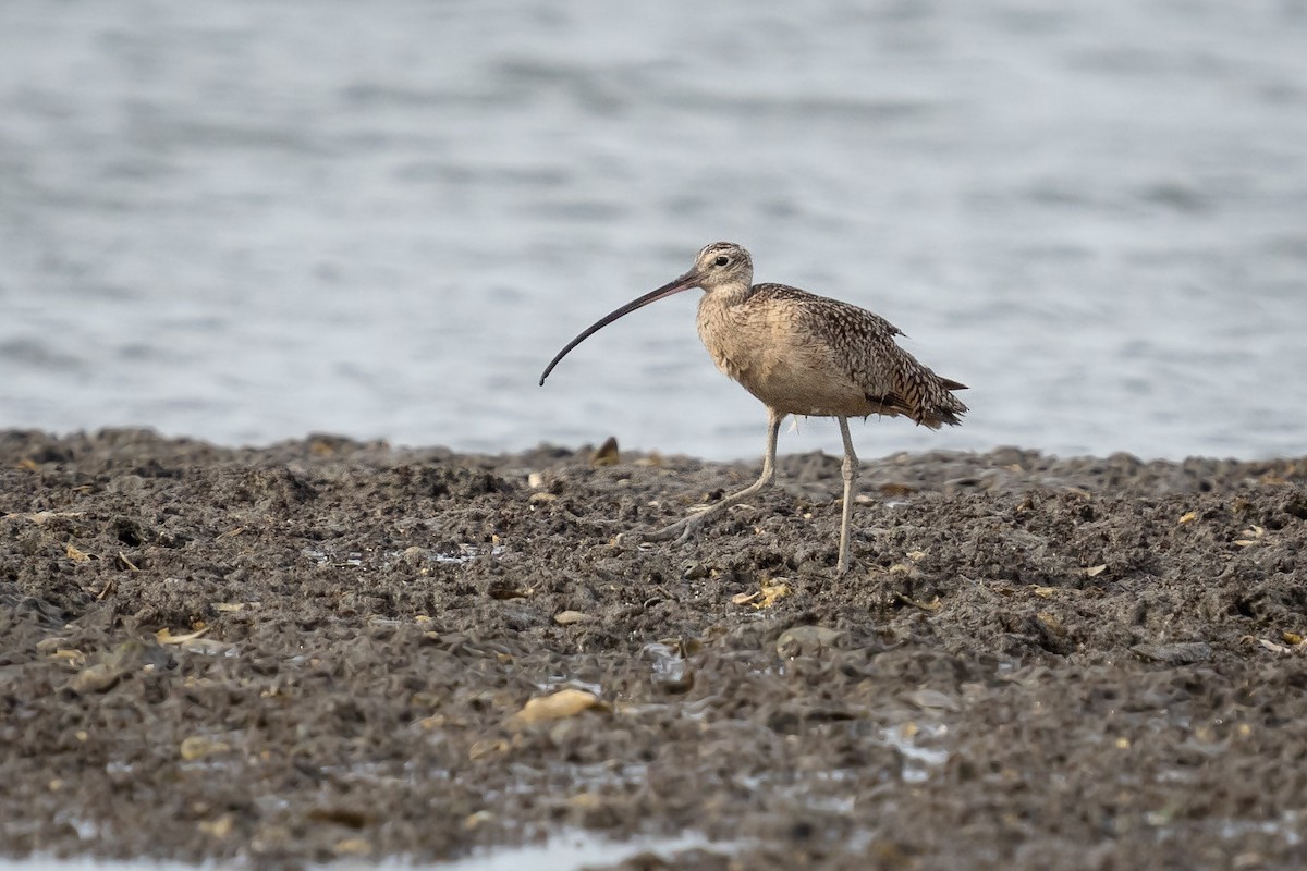 Long-billed Curlew - ML635312733