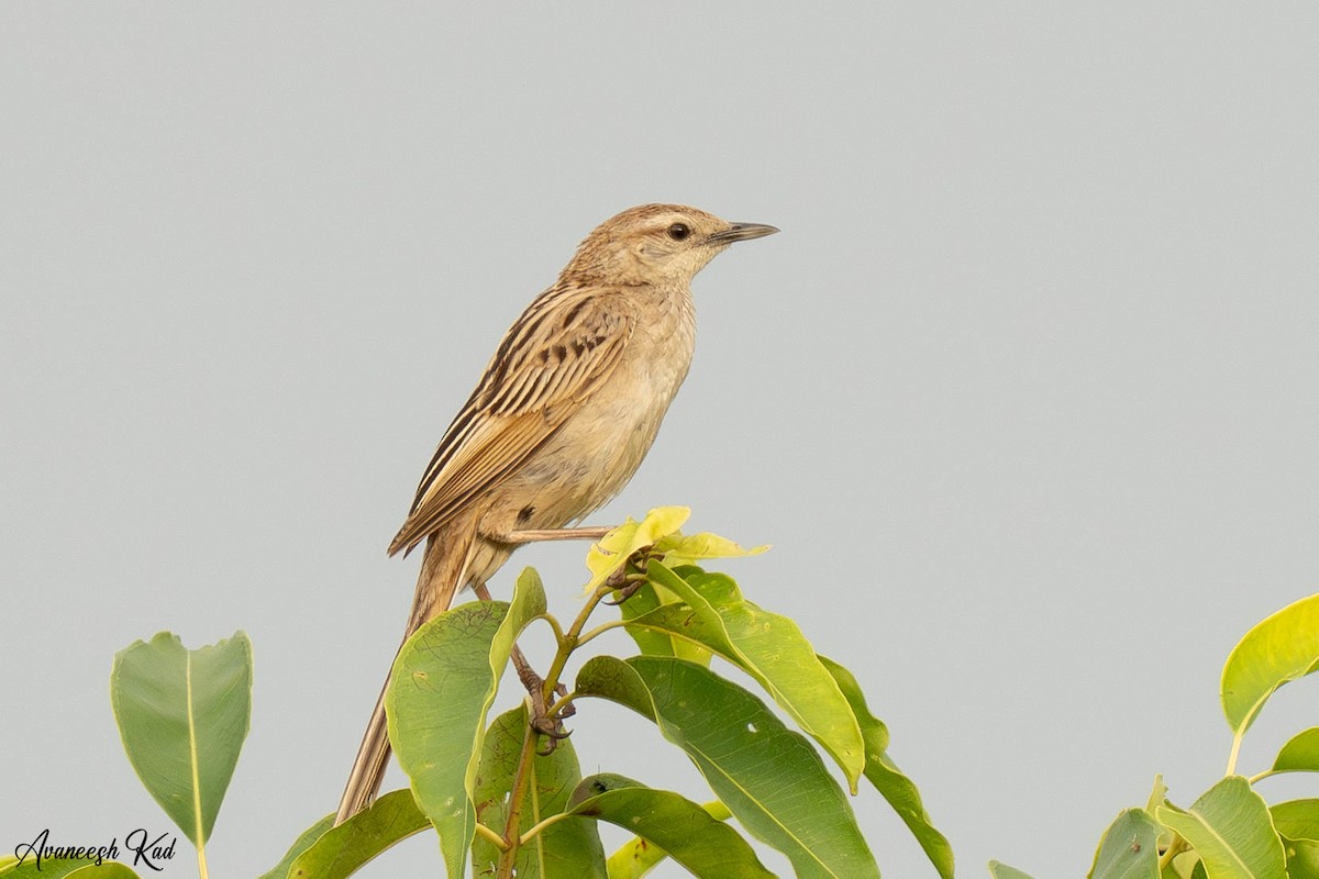 Striated Grassbird - ML635312734