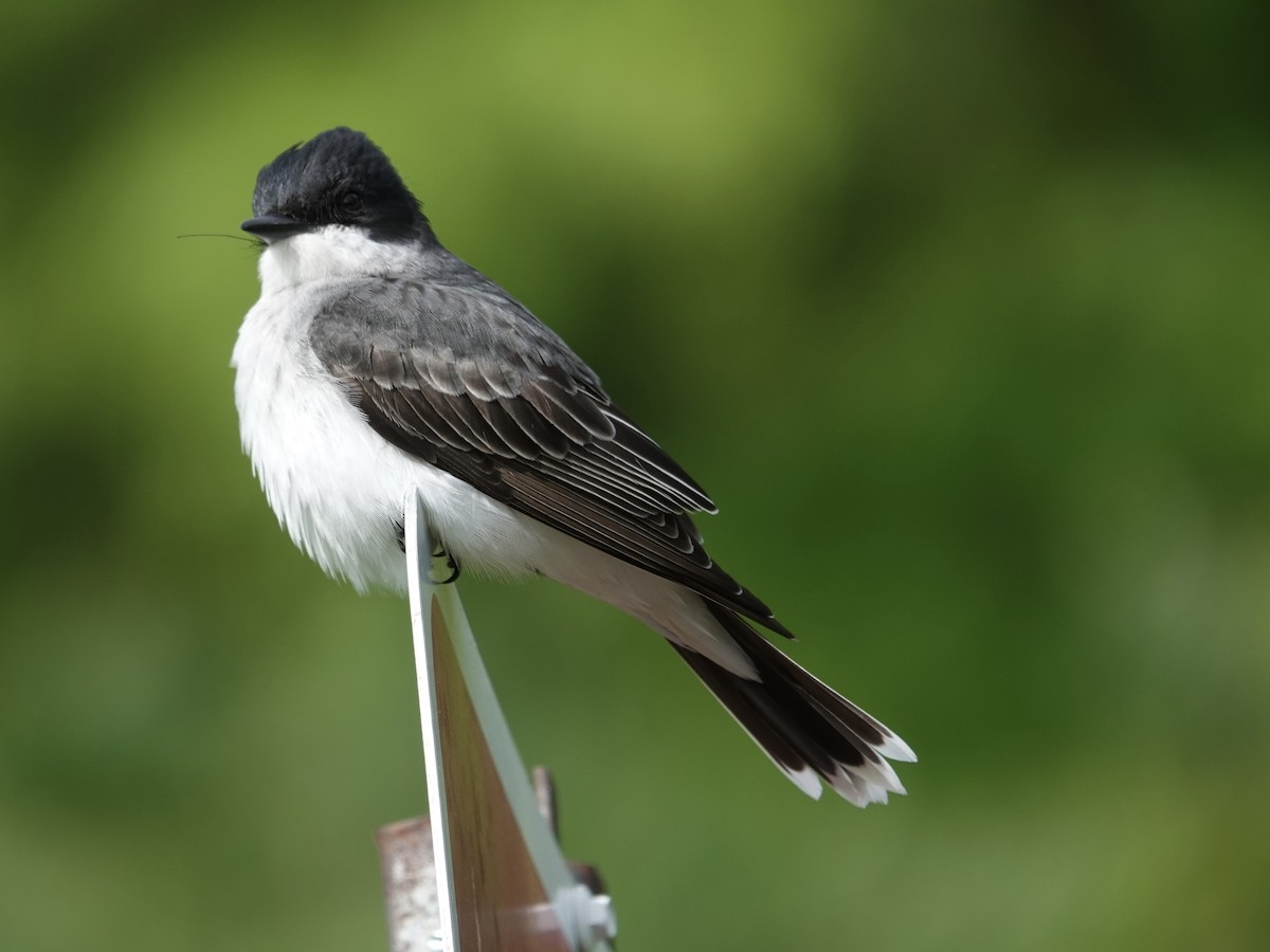 Eastern Kingbird - ML635312736
