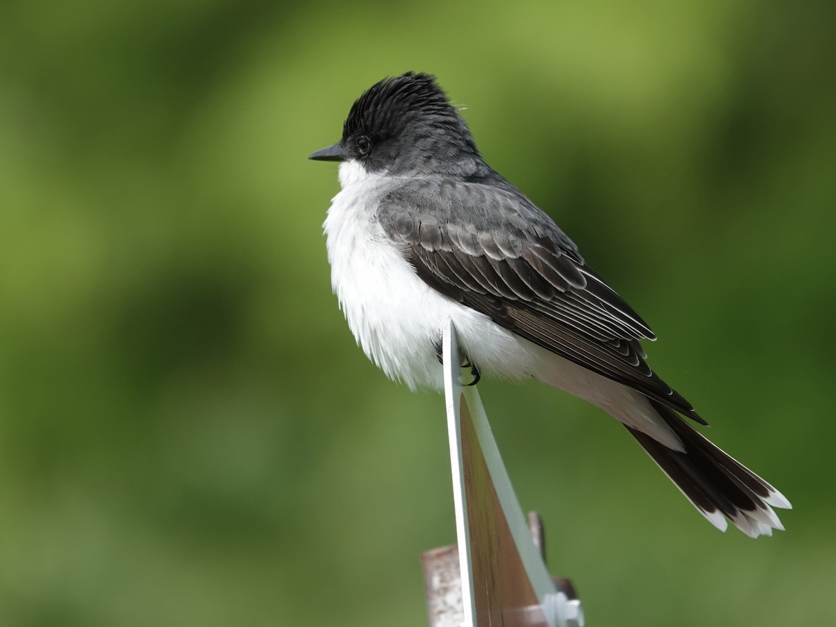 Eastern Kingbird - ML635312737