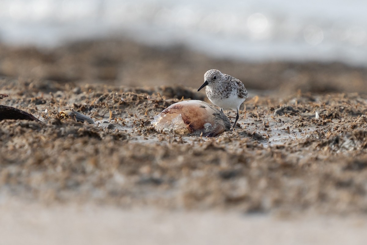 三趾濱鷸 - ML635312769