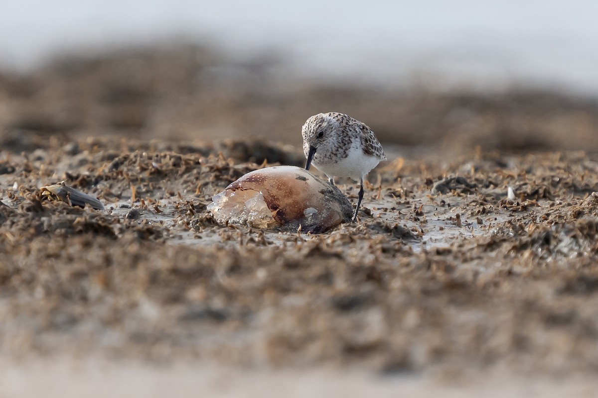 三趾濱鷸 - ML635312770