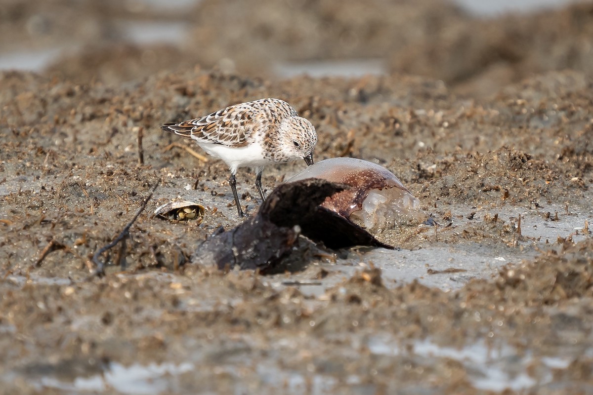 三趾濱鷸 - ML635312773