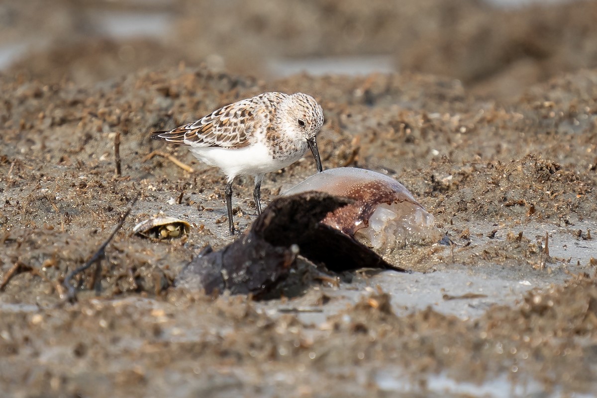 三趾濱鷸 - ML635312774