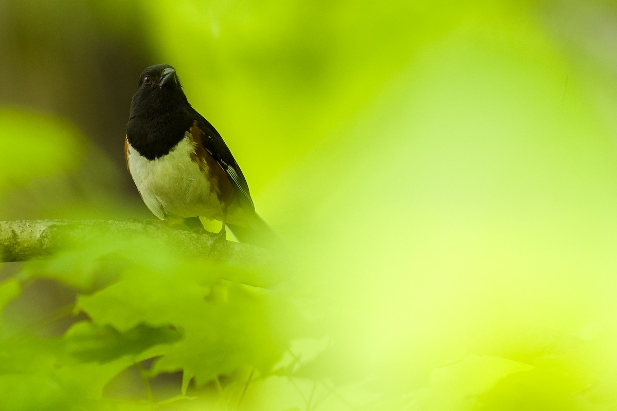 Eastern Towhee - ML635312860