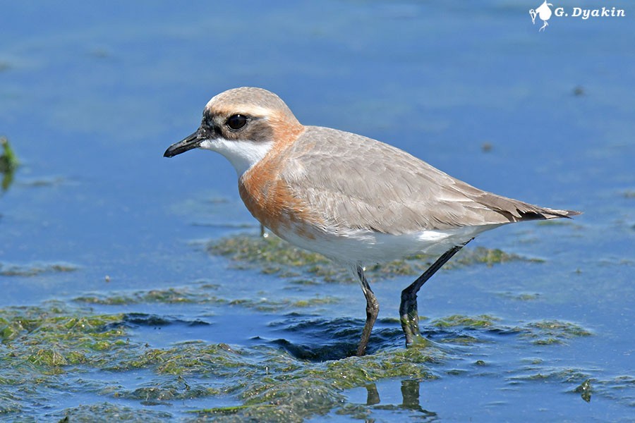 Tibetan Sand-Plover - ML635312865