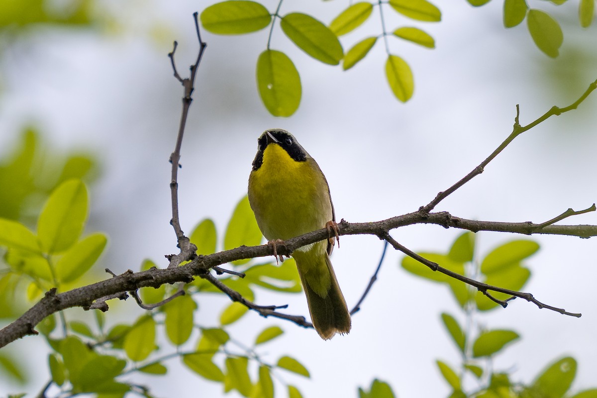 Common Yellowthroat - ML635312870