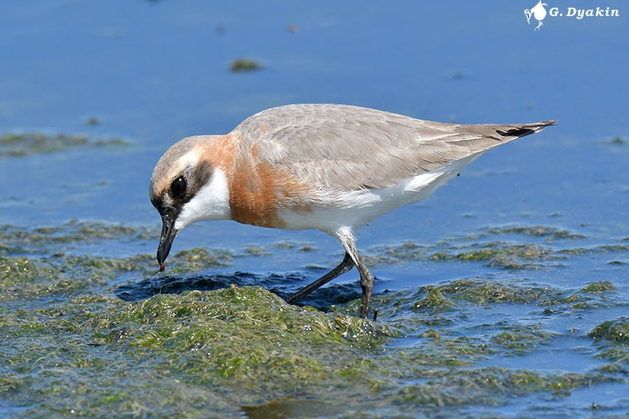 Tibetan Sand-Plover - ML635312871