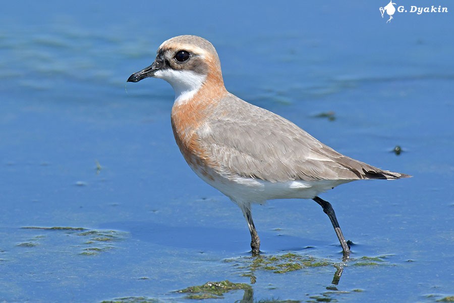 Tibetan Sand-Plover - ML635312878