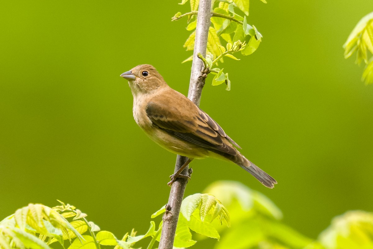 Indigo Bunting - ML635312883