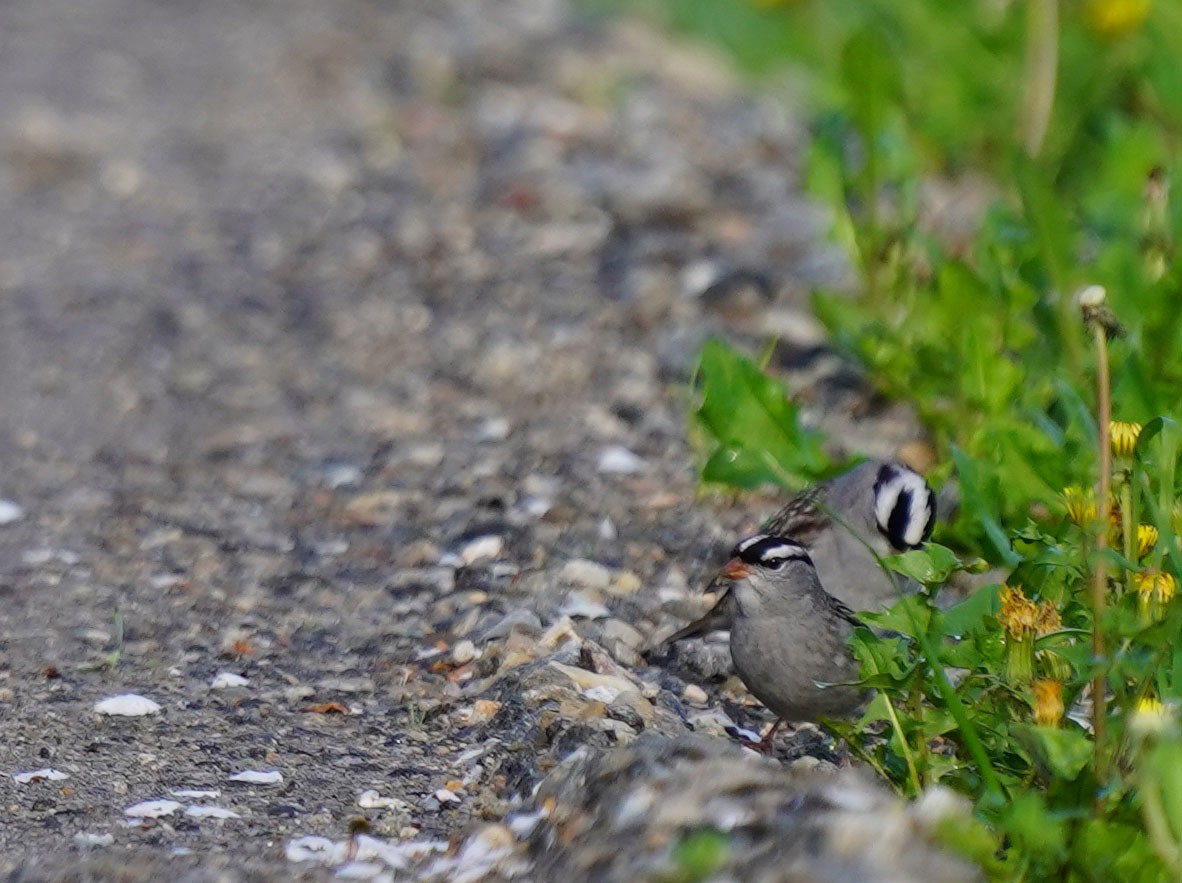 White-crowned Sparrow - ML635312941
