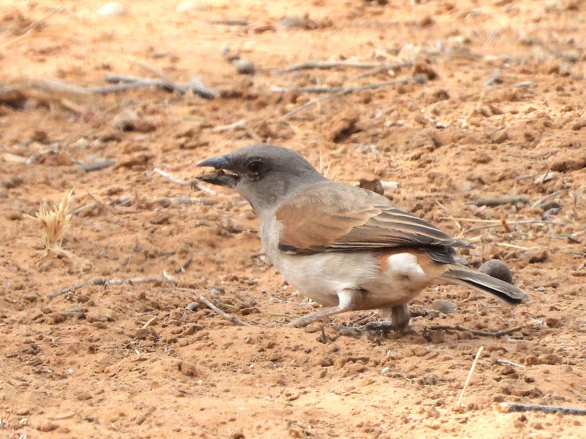 Northern Gray-headed Sparrow - ML635313048