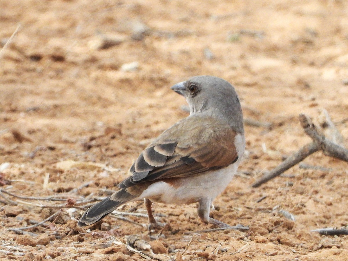 Northern Gray-headed Sparrow - ML635313049