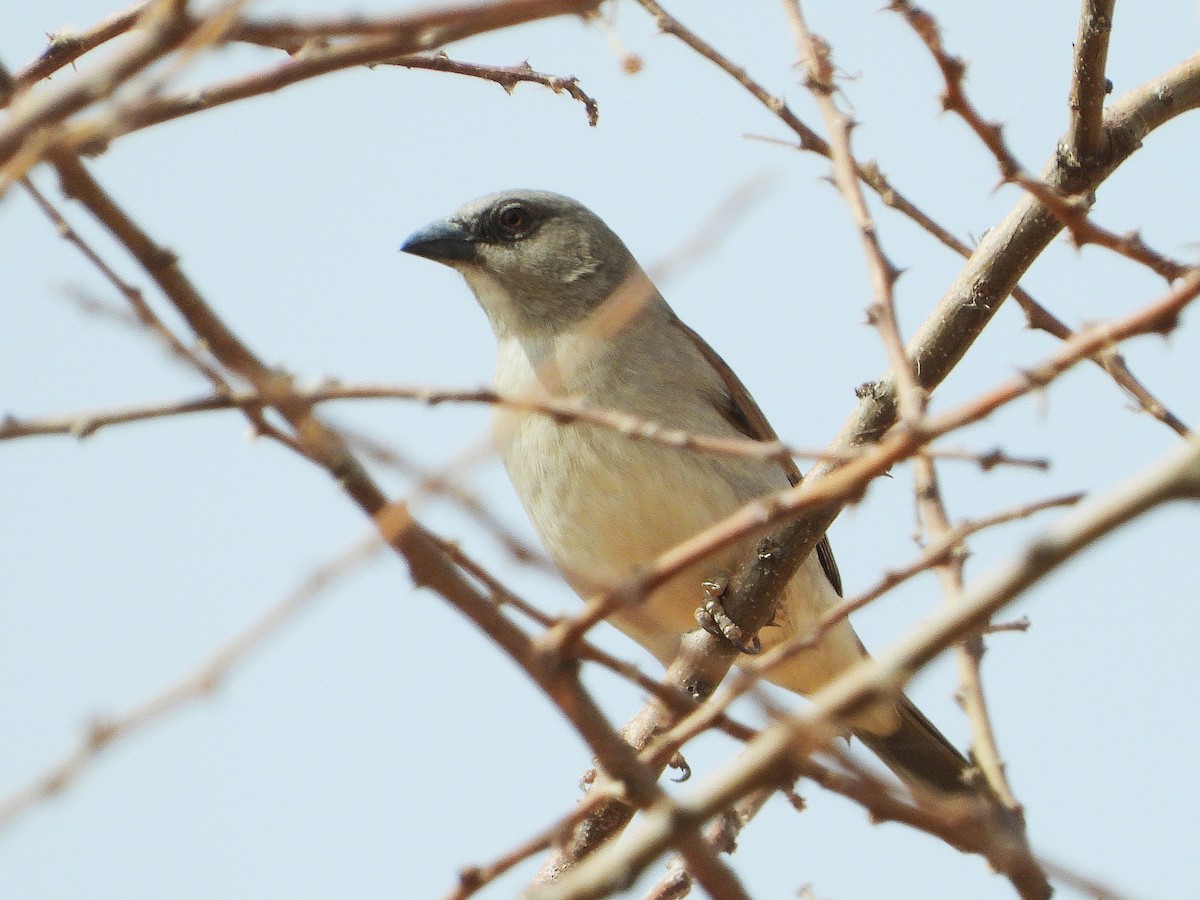 Northern Gray-headed Sparrow - ML635313050