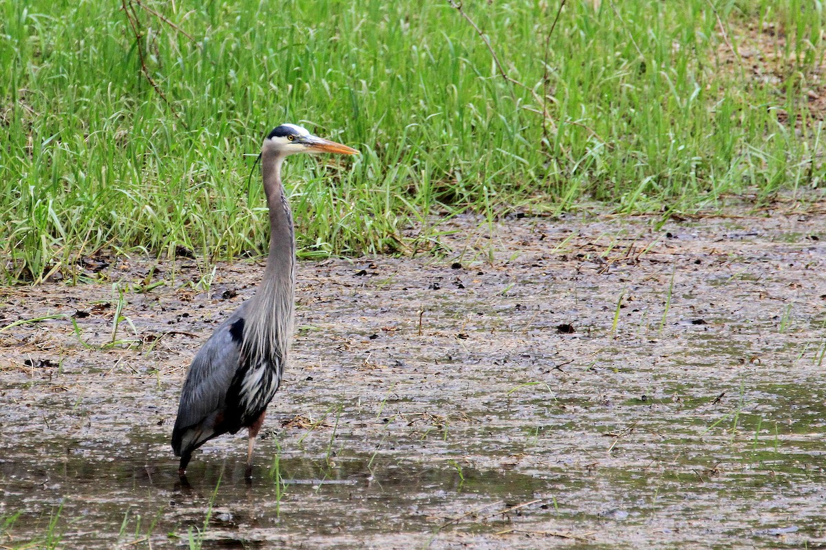 Great Blue Heron - ML635313168