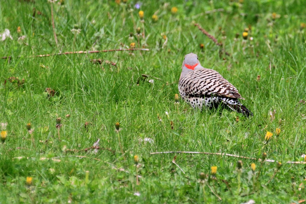 Northern Flicker - ML635313176