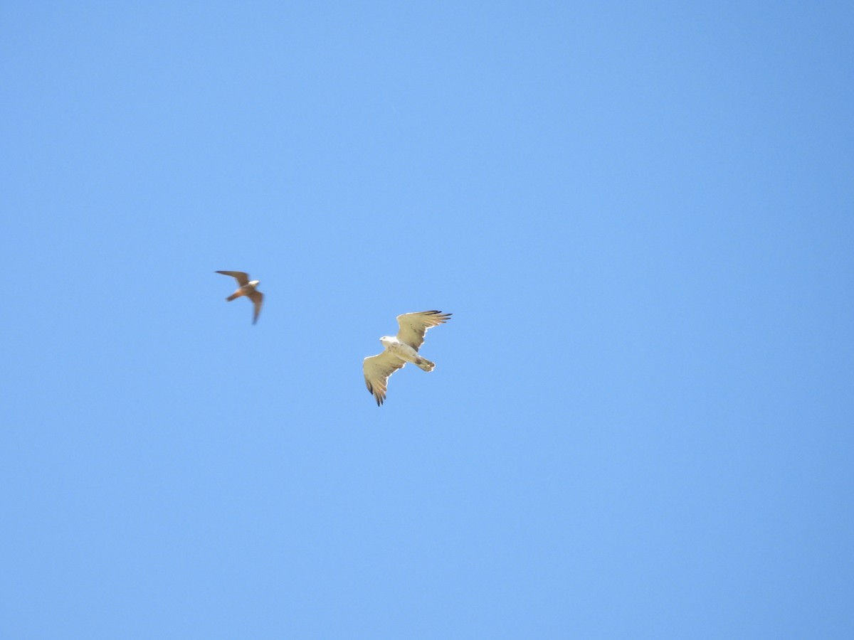 Short-toed Snake-Eagle - ML635313229