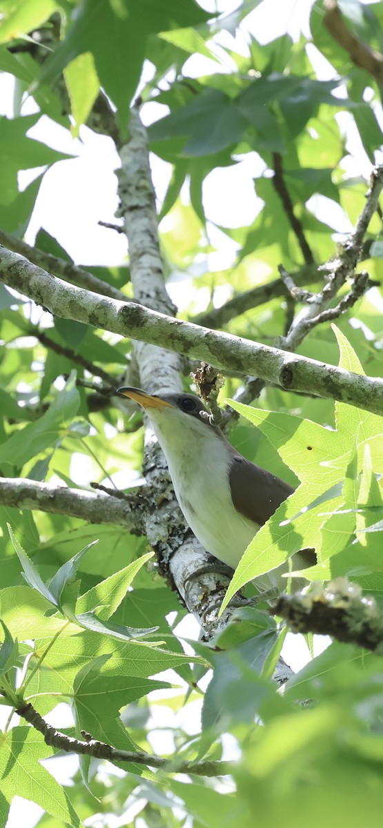 Yellow-billed Cuckoo - ML635313244