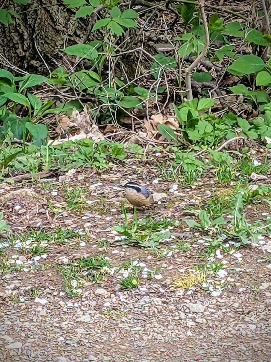 Red-breasted Nuthatch - ML635313255