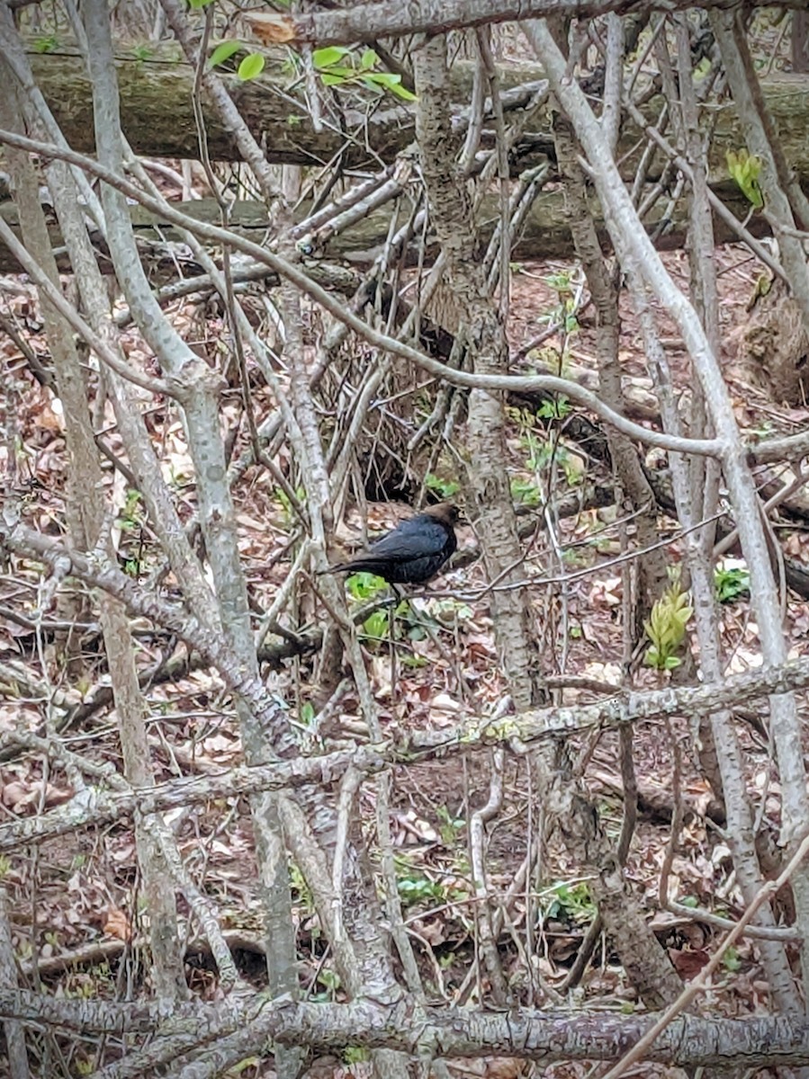 Brown-headed Cowbird - ML635313270