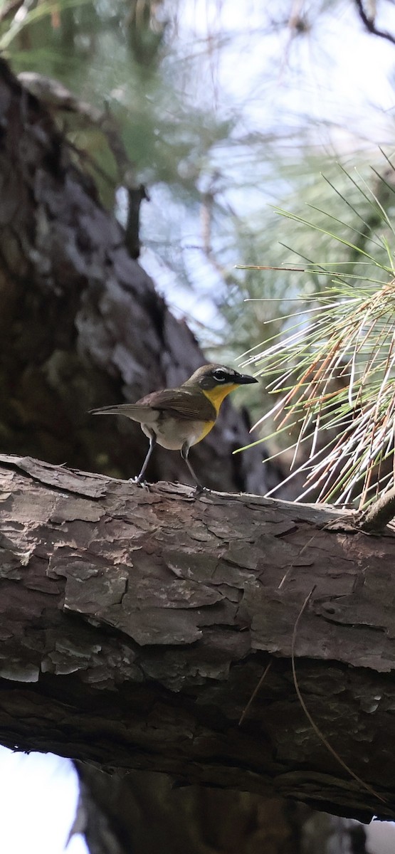 Yellow-breasted Chat - ML635313271