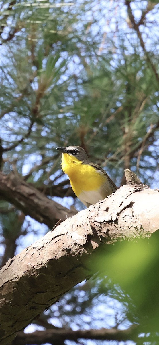 Yellow-breasted Chat - ML635313272
