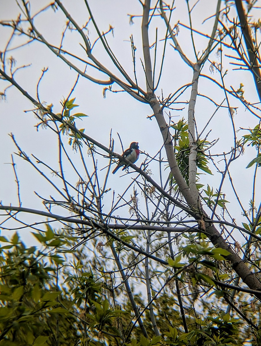Rose-breasted Grosbeak - ML635313286