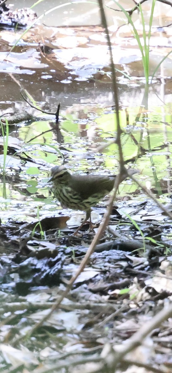 Northern Waterthrush - ML635313287