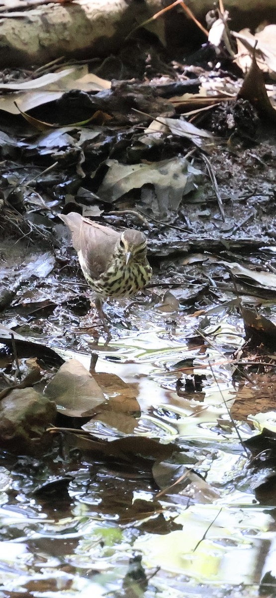 Northern Waterthrush - ML635313288