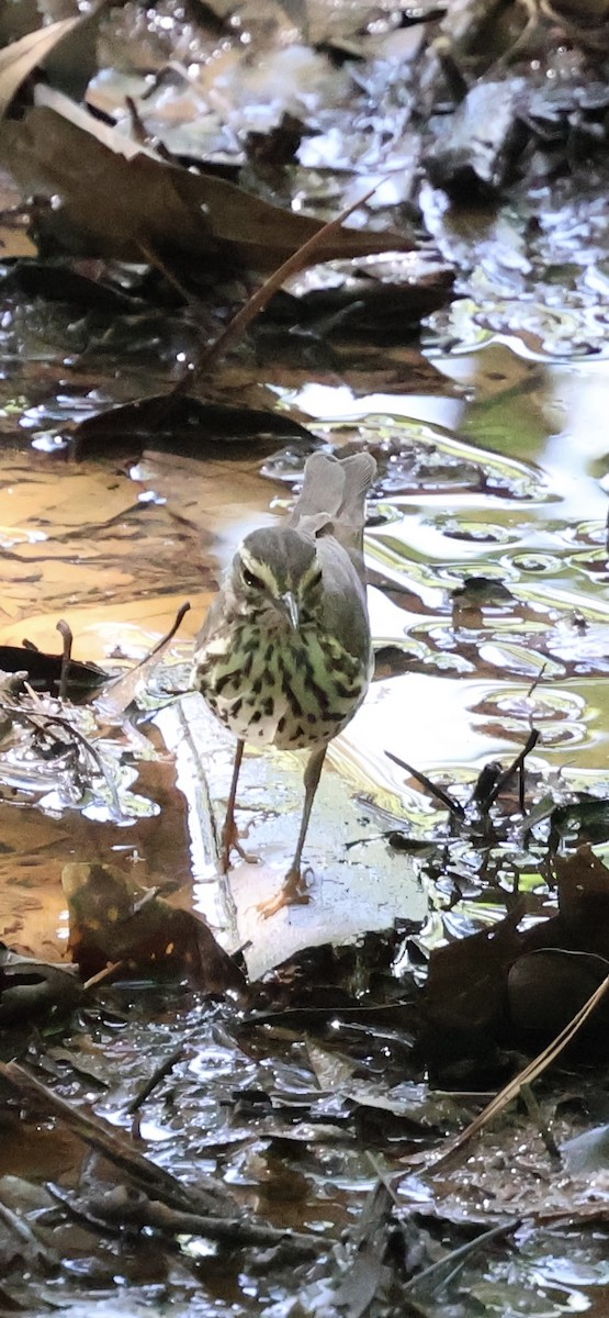 Northern Waterthrush - ML635313289