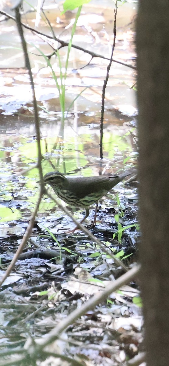 Northern Waterthrush - ML635313290