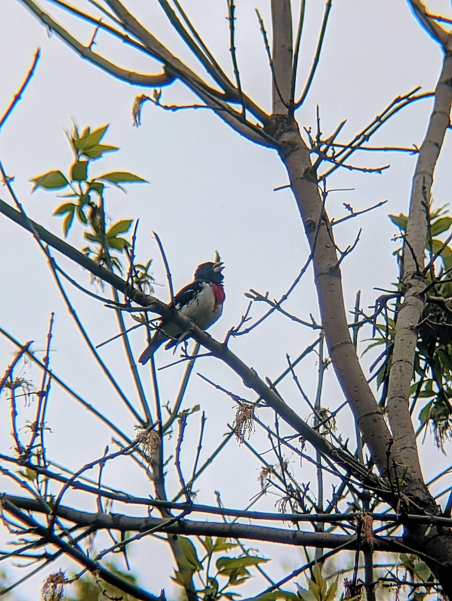 Rose-breasted Grosbeak - ML635313293