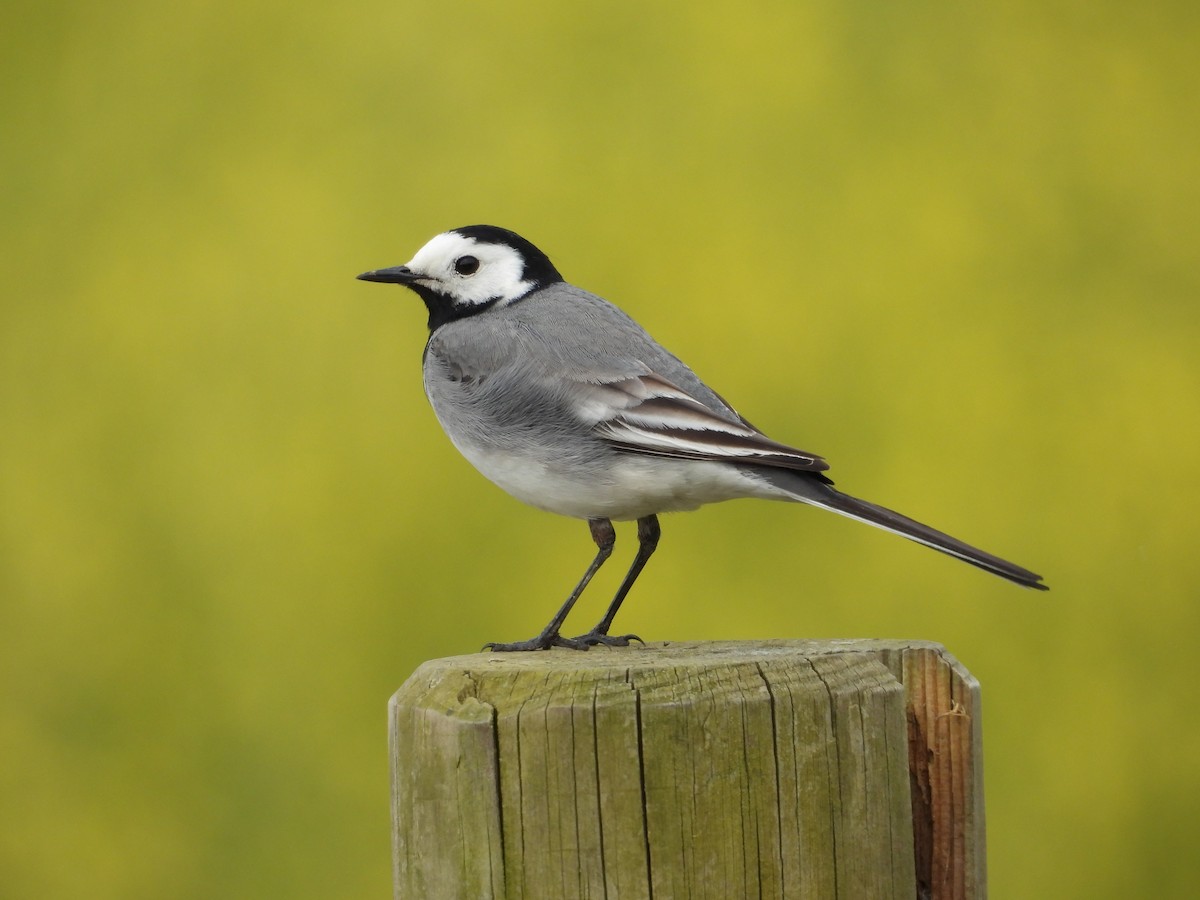 White Wagtail - ML635313313