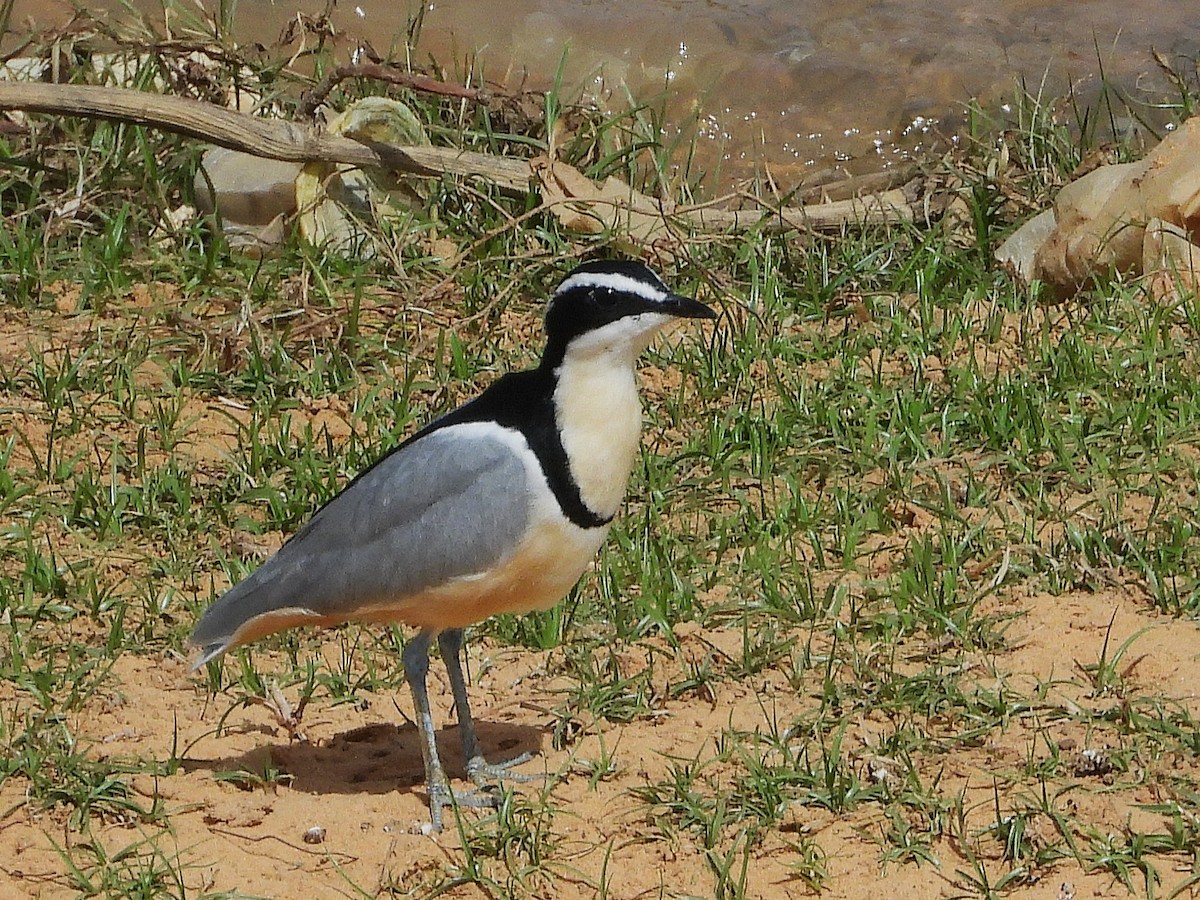 Egyptian Plover - ML635313350