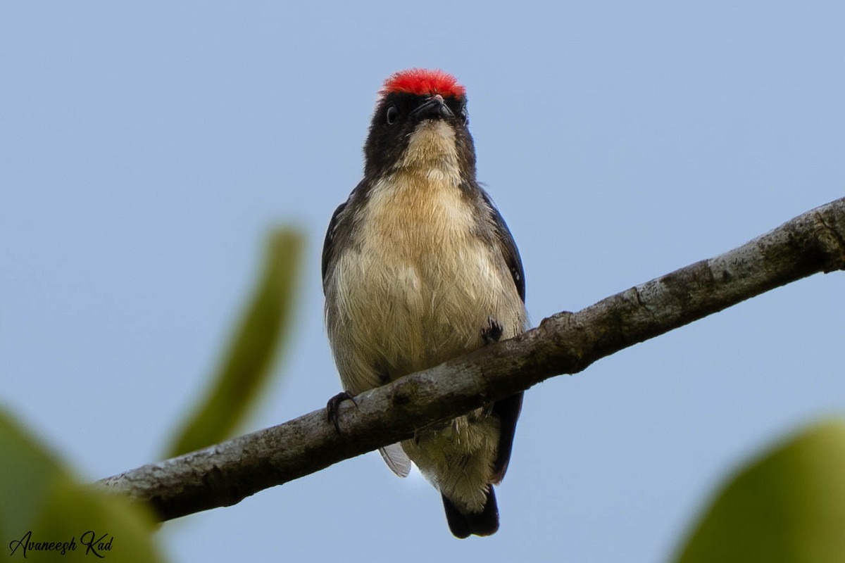 Scarlet-backed Flowerpecker - ML635313560