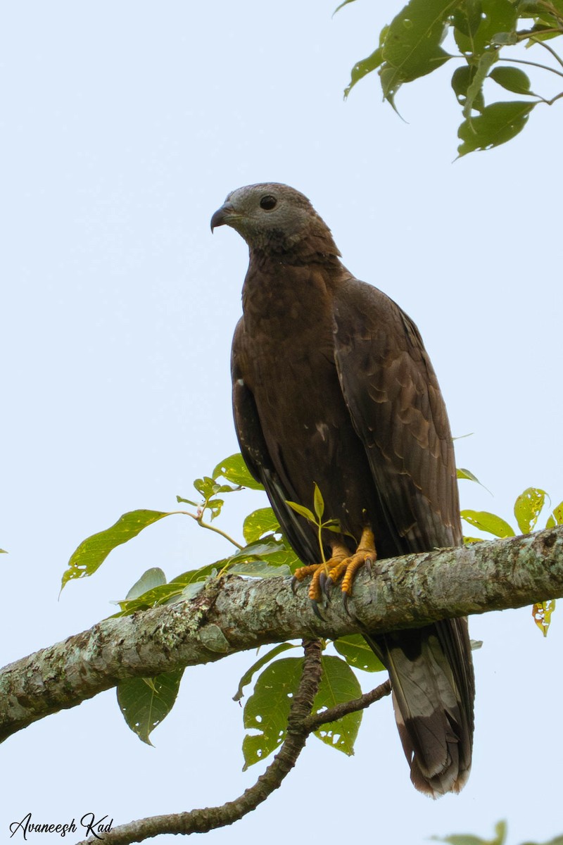 Oriental Honey-buzzard - ML635313566
