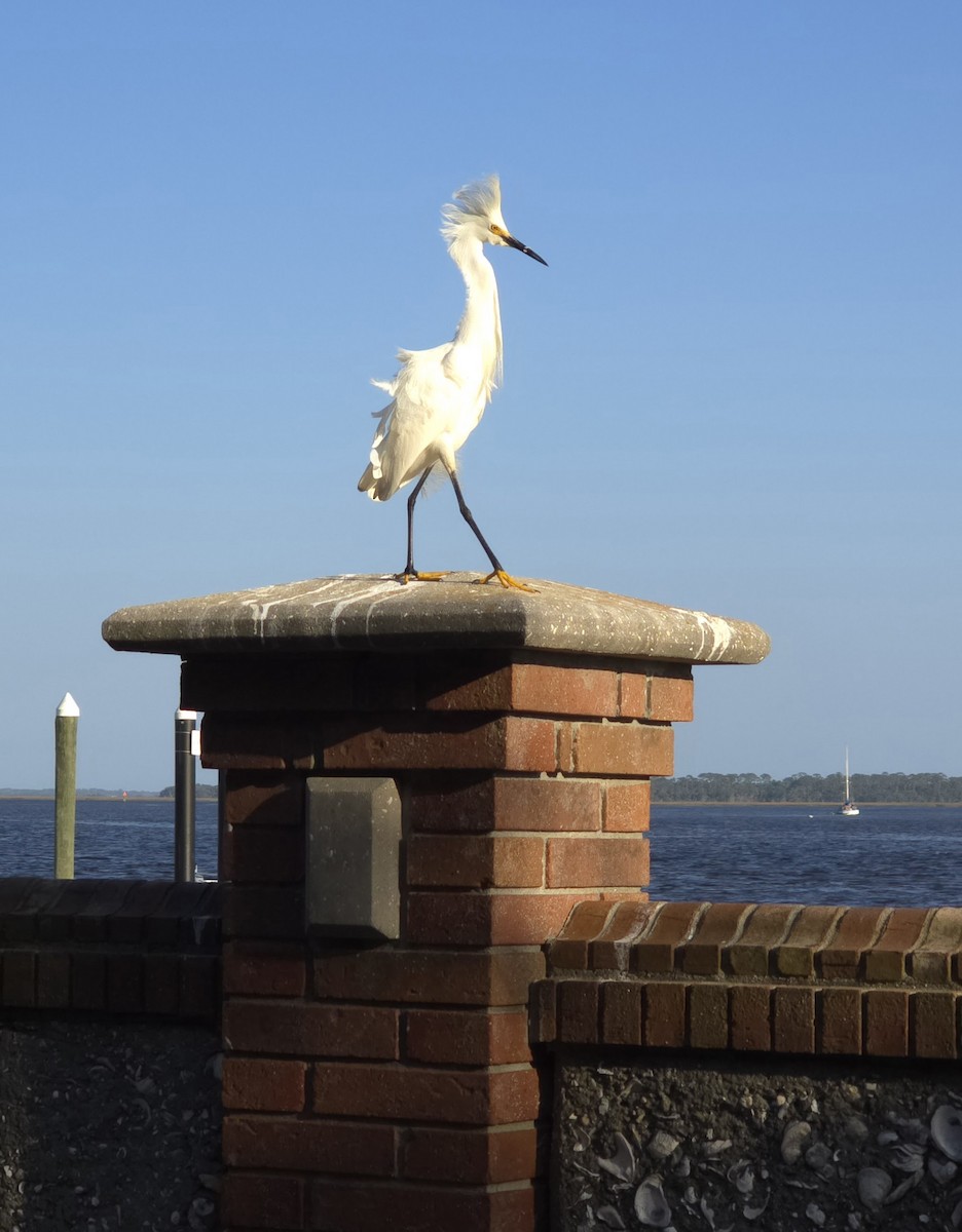 Snowy Egret - ML635313768