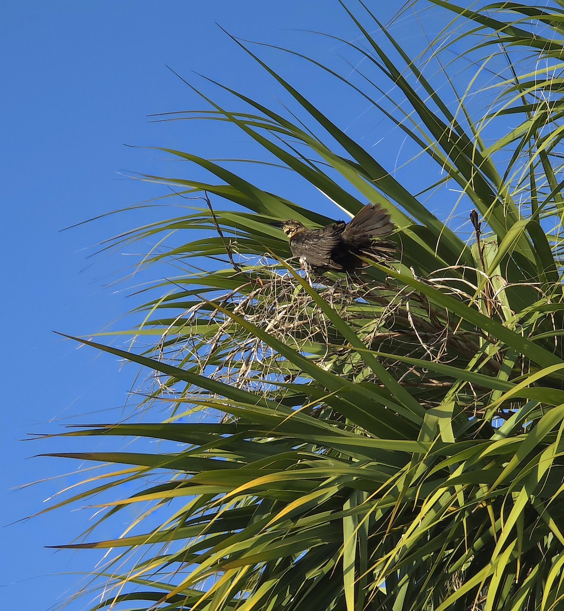 Boat-tailed Grackle - ML635313837