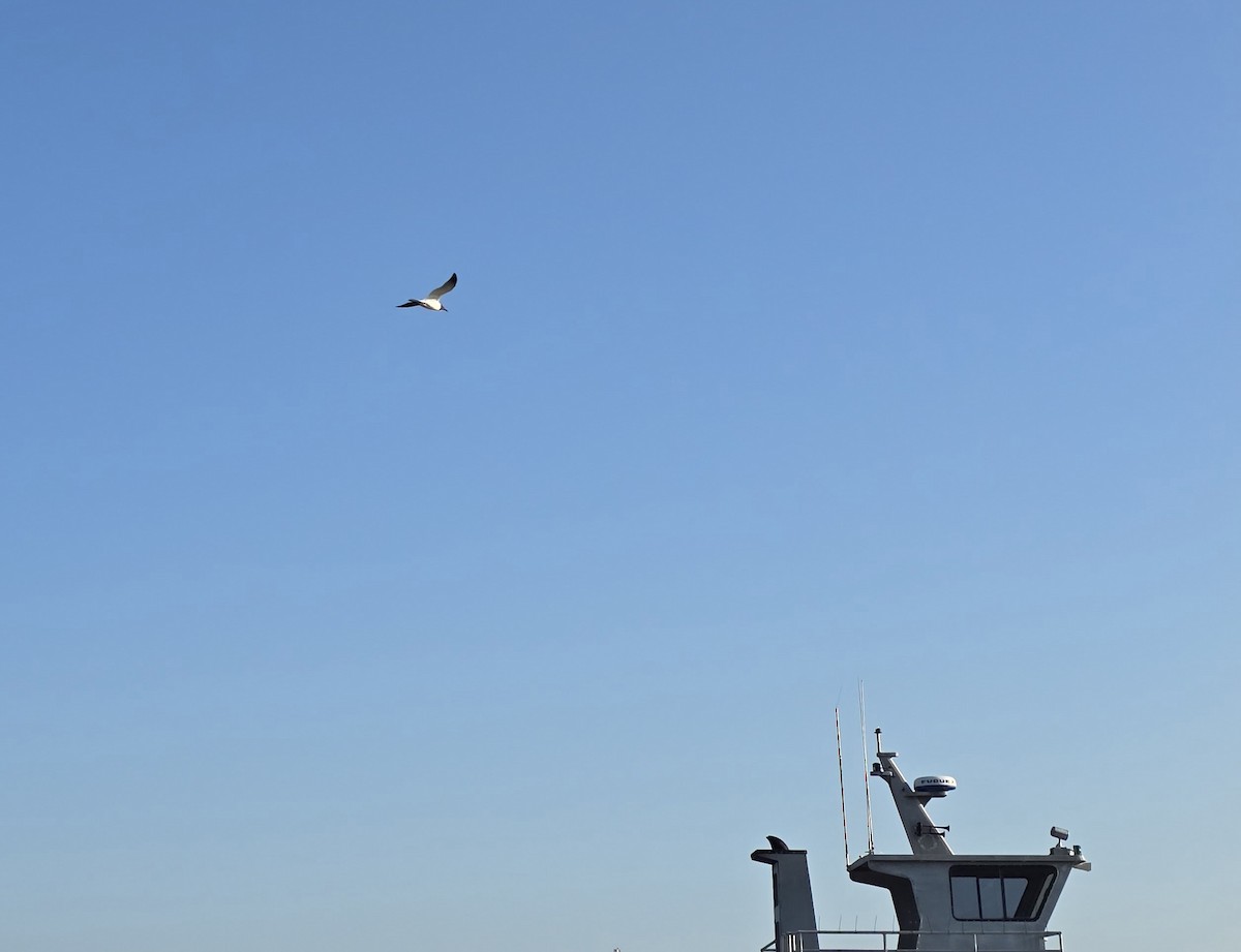 Laughing Gull - ML635313907