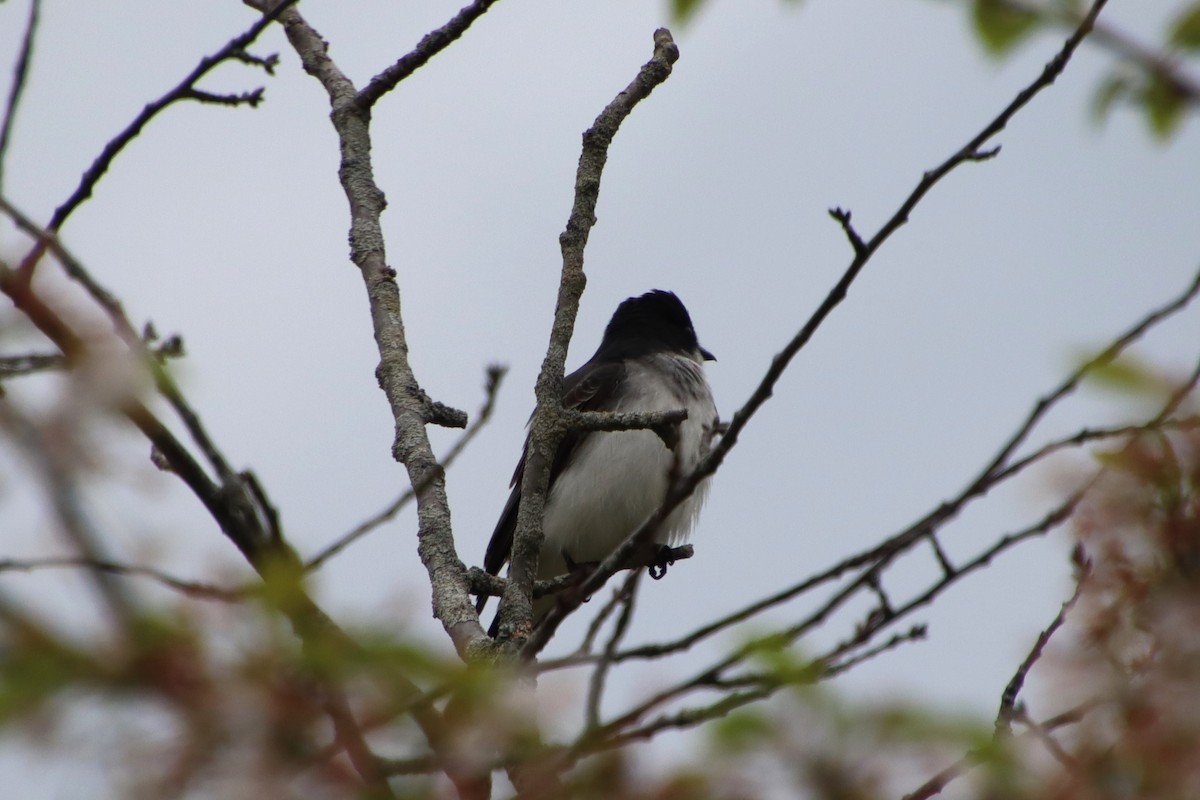 Eastern Kingbird - ML635313951