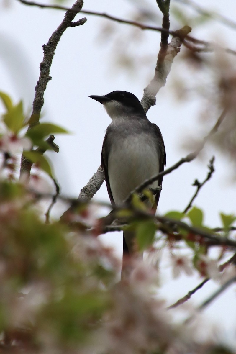 Eastern Kingbird - ML635313952