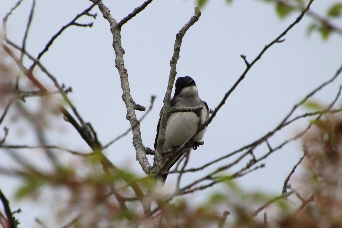 Eastern Kingbird - ML635313953