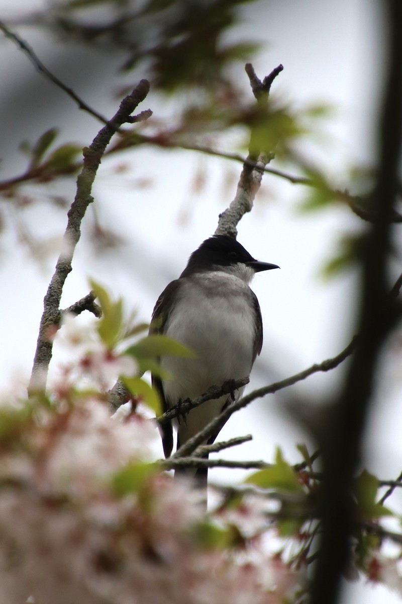 Eastern Kingbird - ML635313956