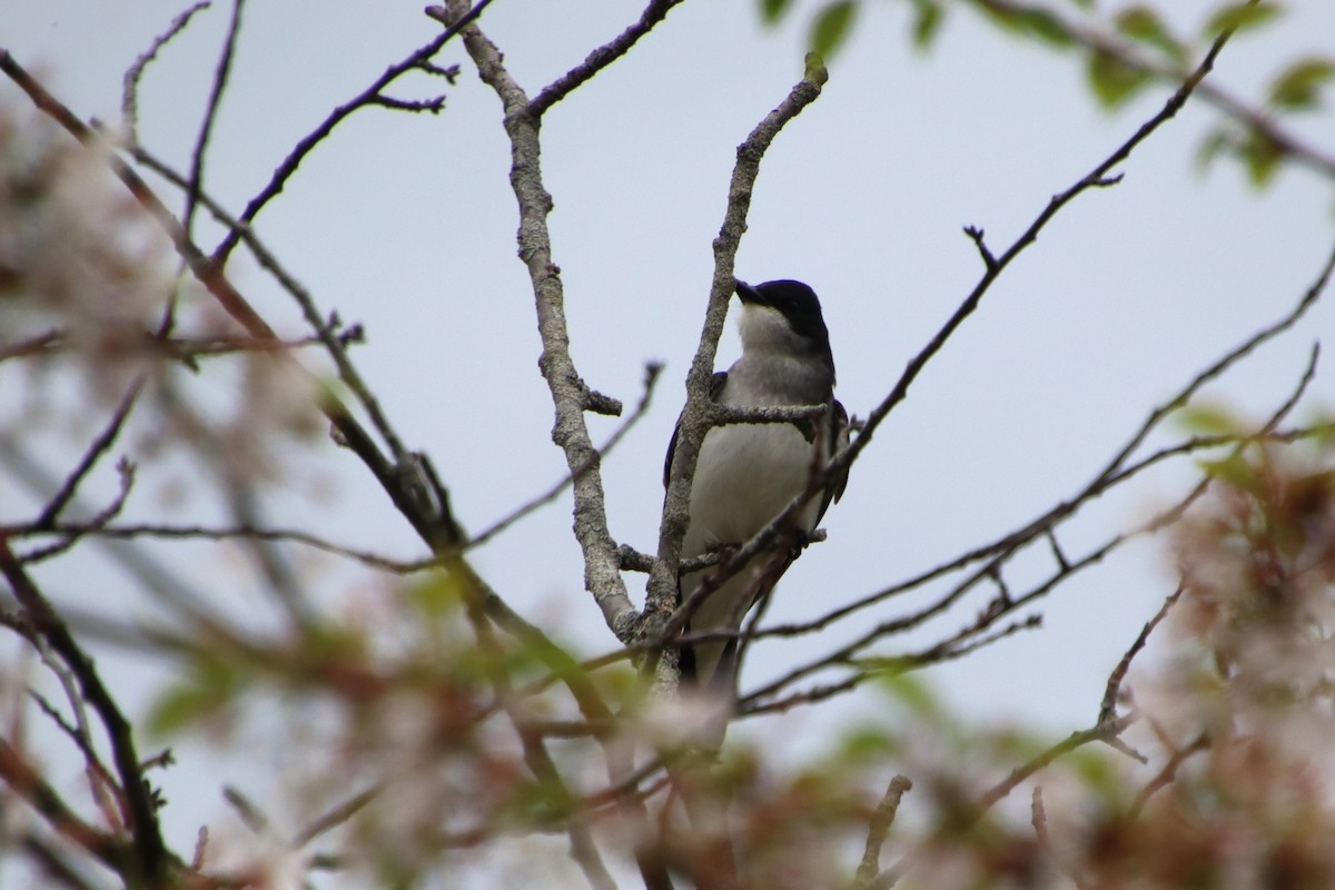 Eastern Kingbird - ML635313958