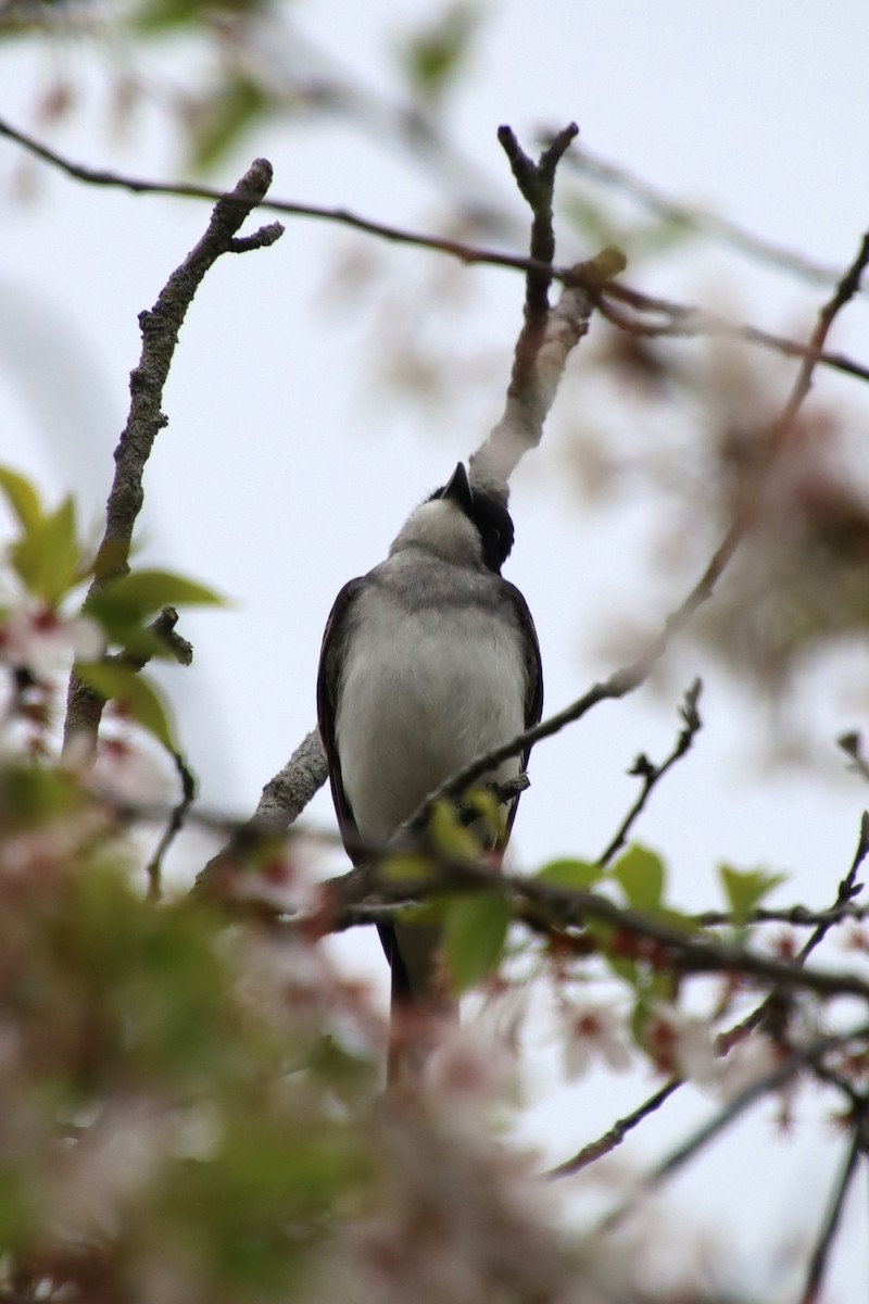 Eastern Kingbird - ML635313959