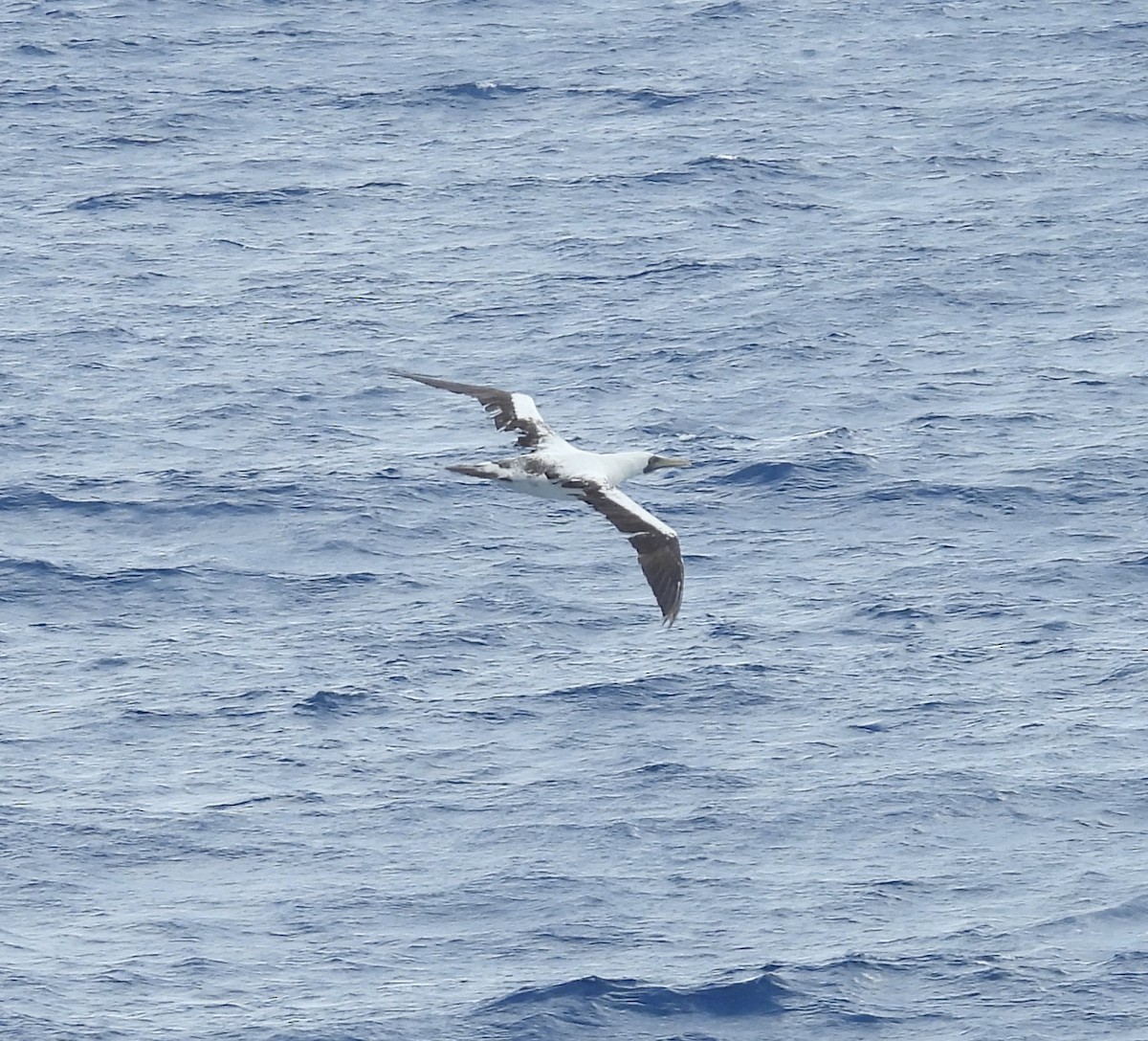 Masked Booby - ML635314022