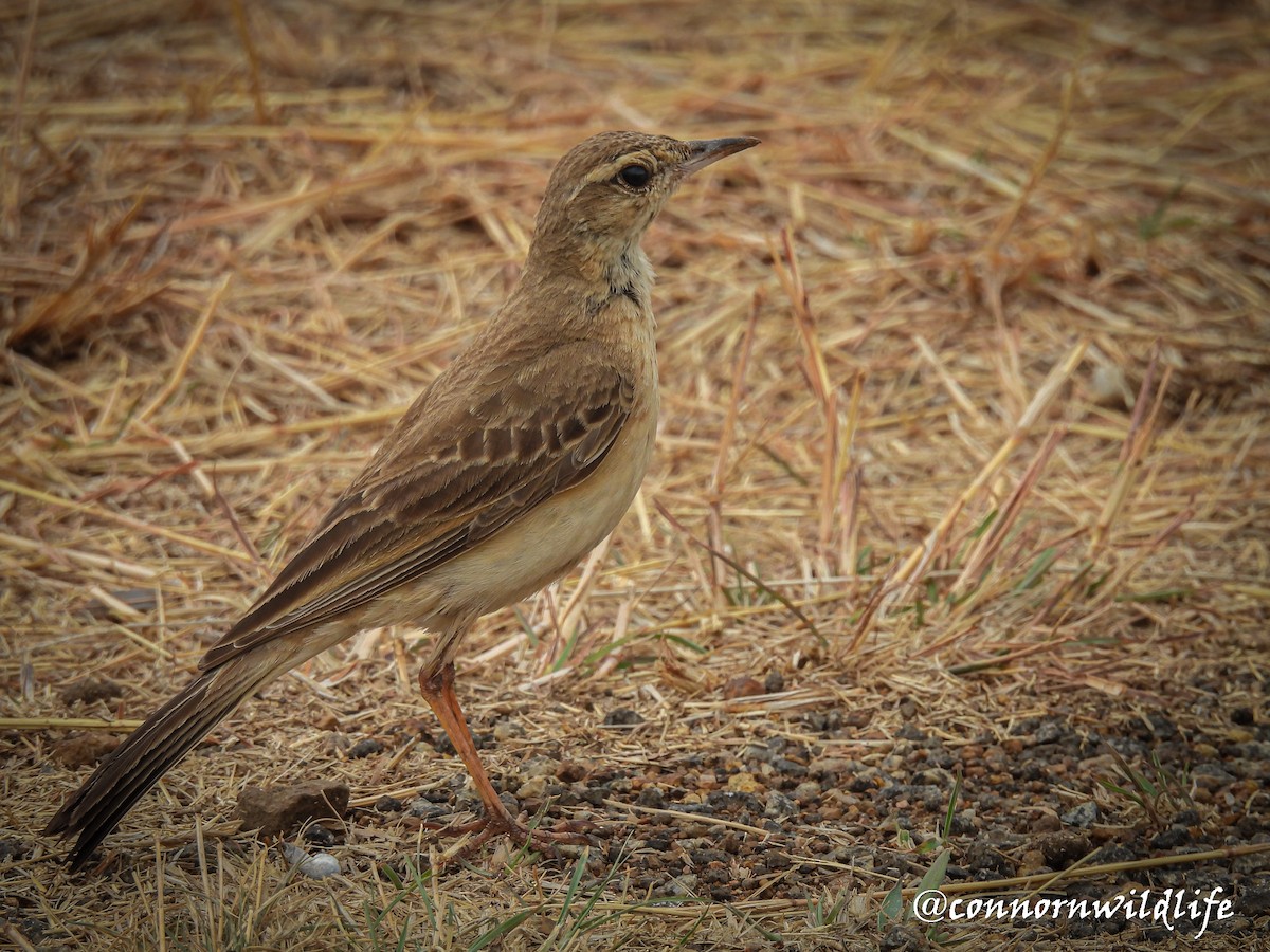 Buffy Pipit - ML635314036