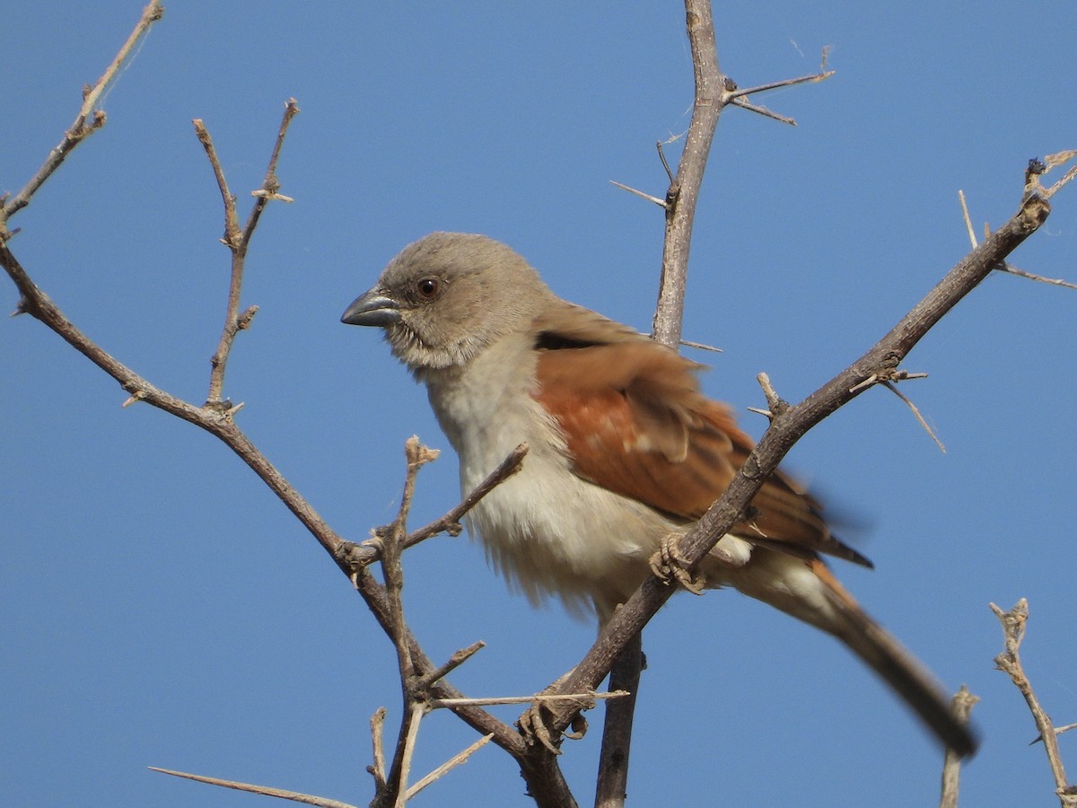 Northern Gray-headed Sparrow - ML635314072