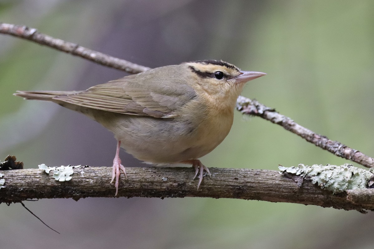 Worm-eating Warbler - ML635314105